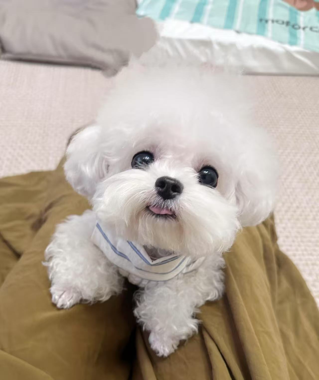 比熊犬有圆润的脸蛋，眼睛又大又圆，超级可爱，非常粘人